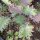 Boerenkool Rode Russische (Brassica napus var. pabularia) zaden