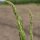 Groene asperge Mary Washington (Asparagus officinalis) zaden
