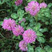 Rode klaver (Trifolium pratense) zaden