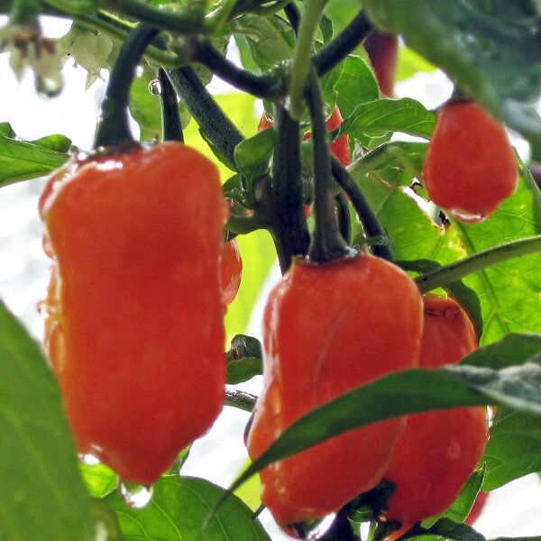 Habanero chilipeper -het origineel- (Capsicum chinense) bio zaad