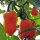 Habanero chilipeper -het origineel- (Capsicum chinense) bio zaad