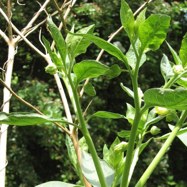 Indiase wolfskers (Atropa acuminata) zaden