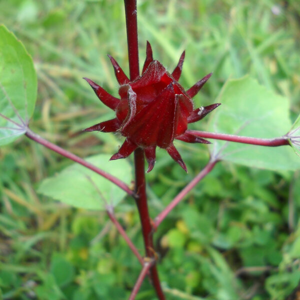 Roselle  (Hibiscus sabdariffa) zaden