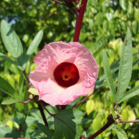 Roselle  (Hibiscus sabdariffa) zaden