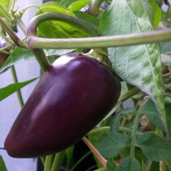 Chili Czech Black (Capsicum annuum) zaden