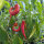 Groente chili Sweet Banana (Capsicum annuum) zaden