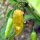 Chili Monkeyface (Capsicum chinense) zaden