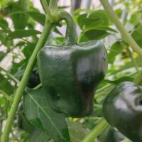 Mexicaanse chili Chilhuacle Negro (Capsicum annuum) zaden