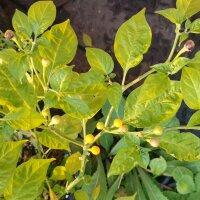Wilde chili Pingo De Ouro (Capsicum chinense) zaden