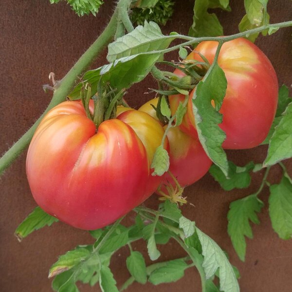 Turkmeense vleestomaat Serdtse Ashkhabada (Solanum lycopersicum) zaden