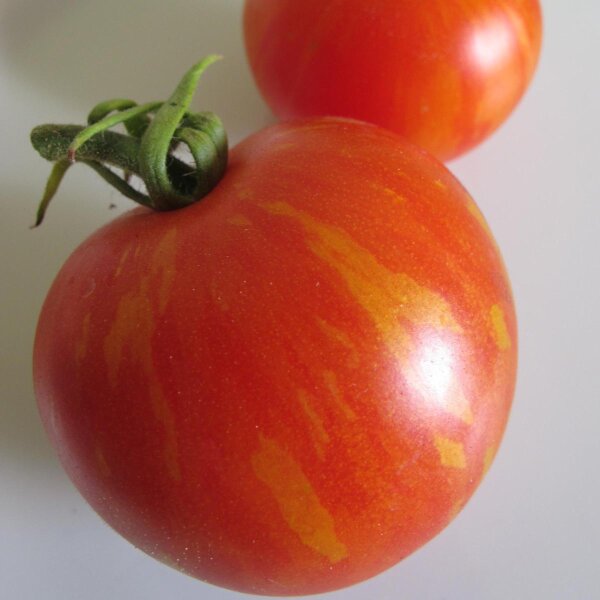 Tomaat Tiger Tom (Solanum lycopersicum) zaden