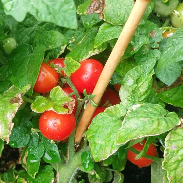 Griekse balkon tomaat (Solanum lycopersicum) zaden