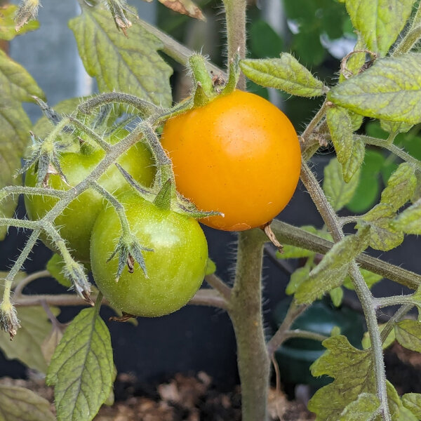 Hangmand tomaat Pendulina Yellow (Solanum lycopersicum) zaden