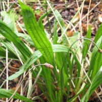 Smalle weegbree (Plantago lanceolata) zaden