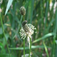 Smalle weegbree (Plantago lanceolata) zaden