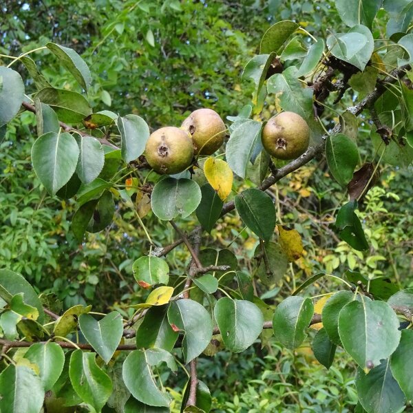 Wilde peer (Pyrus pyraster) zaden