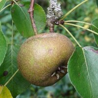 Wilde peer (Pyrus pyraster) zaden