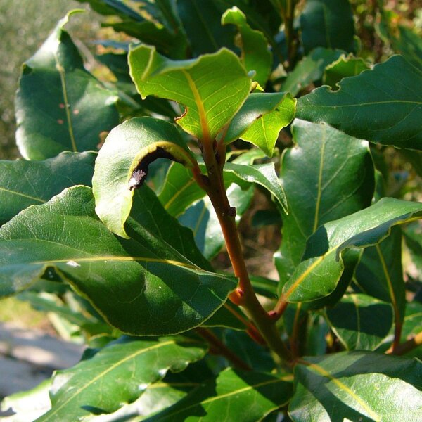 Laurier (Laurus nobilis) zaden