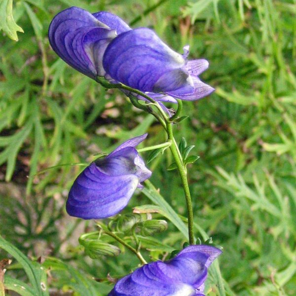 Blauwe monnikskap (Aconitum napellus) zaden