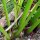 Kalmoes (Acorus calamus) zaden
