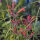 Dropnetel (Agastache mexicana) zaden