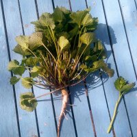 Look-zonder-look (Alliaria petiolata) zaden