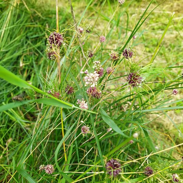 Het kraailook (Allium vineale) zaden