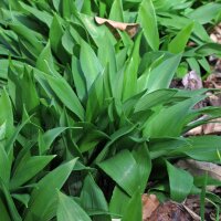 Daslook / wilde look (Allium ursinum) zaden
