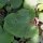 Eetbare klis (Arctium lappa var. sativa) zaden