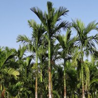 Betelpalm / Betelnoot (Areca catechu) zaden