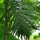 Betelpalm / Betelnoot (Areca catechu) zaden