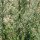 De bijvoet (Artemisia vulgaris) zaden