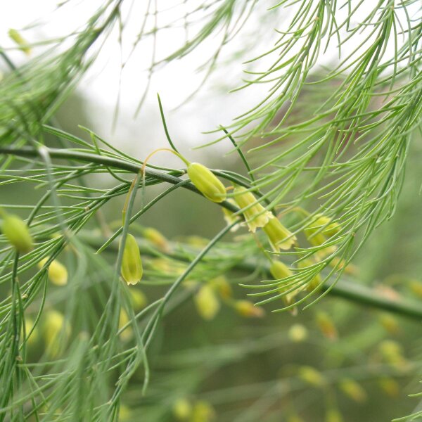 Groene asperge - wilde vorm (Asparagus officinalis) zaden