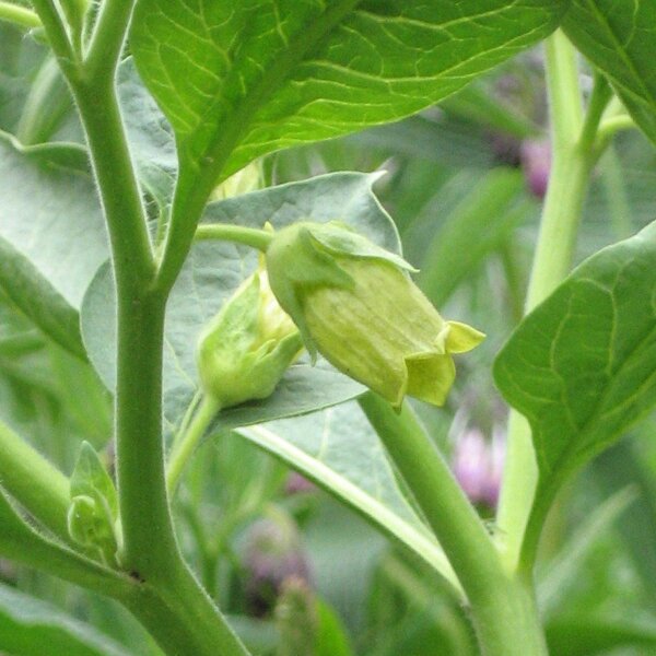 Gele wolfskers (Atropa belladonna var. lutea) zaden