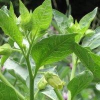 Gele wolfskers (Atropa belladonna var. lutea) zaden