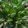 Gewoon barbarakruid (Barbarea vulgaris) zaden