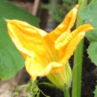 Hokkaido-pompoen Red Kuri (Cucurbita maxima) bio zaad