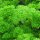 Gekrulde peterselie Mooskrause (Petroselinum crispum) bio zaad
