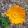 Goudsbloem (Calendula officinalis) zaden