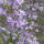 Rapunzelklokje (Campanula rapunculus) zaden