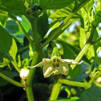 Chilipeper Jalapeño (Capsicum annuum) zaden