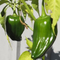 Poblano Chili Ancho San Luis (Capsicum annuum) Samen