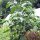 Boomchilipeper Rocoto (Capsicum pubescens) zaden