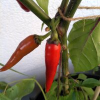 Chilipeper Pasilla (Capsicum annuum) zaden