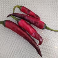 Chilipeper Pasilla (Capsicum annuum) zaden