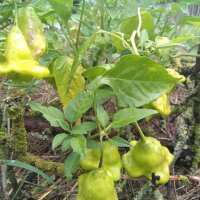 Aji (Capsicum baccatum) bio zaad