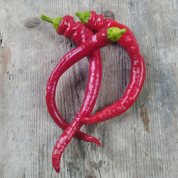 Peperoni Lombardo / Lunga Sigaretta (Capsicum annuum) zaden