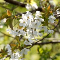 Zoete kers (Prunus avium subsp. avium) zaden