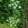 Knolribzaad (Chaerophyllum bulbosum) zaden