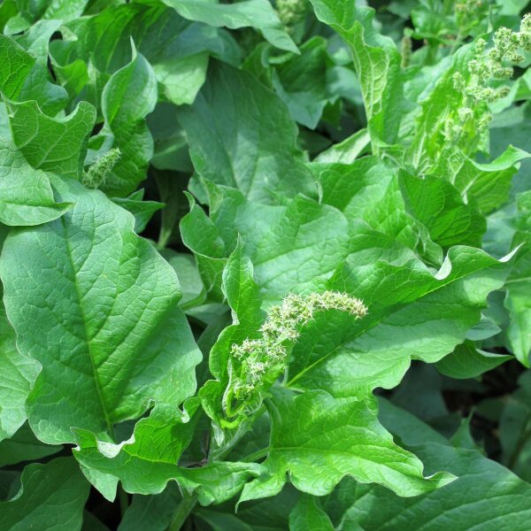 Goede Heinrich (Chenopodium bonus-henricus) zaden